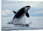 Anonymous art print - Killer Whale poster