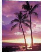 Anonymous art print - Palm Trees poster