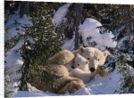 Anonymous art print - Polar Bear 1 poster