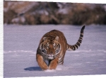 Anonymous art print - Tiger 1 poster