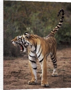 Anonymous art print - Tiger 2 poster
