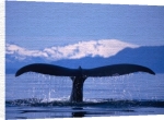 Anonymous art print - Whale's Tail poster