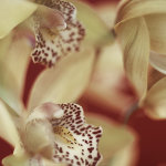 Jane Ann Butler art print