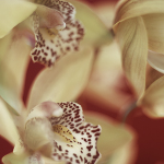 Jane Ann Butler art print