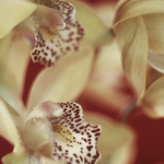 Jane Ann Butler art print
