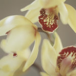 Jane Ann Butler art print