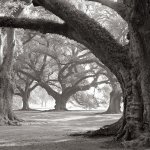 William Guion art print