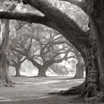William Guion art print