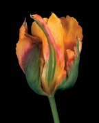 Derek Harris art print