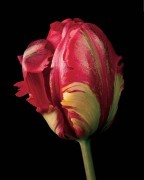 Derek Harris art print