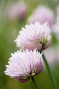 Allium schoenoprasum giclee art print
