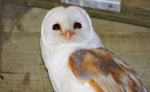 Barn Owl giclee art print
