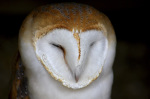 Barn Owl Portrait giclee art print