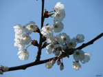 Blossoms giclee art print
