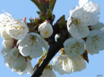 Blossoms giclee art print