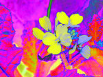 Carol Lynch art print