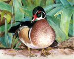 Carol Taylor art print