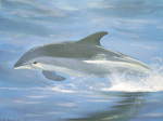 Cleggan Dolphin giclee art print