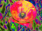 Carol Lynch art print