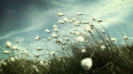 Cotton Grass Glossop giclee art print