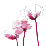 Cyclamen giclee art print