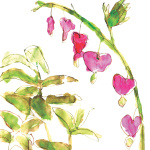 Dicentra giclee art print