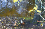 Duck Talk giclee art print