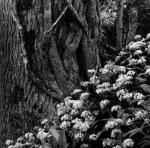 Anne Newell art print