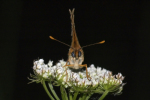 Papillons art print