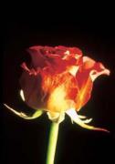 Michael Williams art print