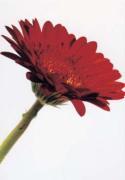 Michael Williams art print