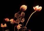 Michael Williams art print