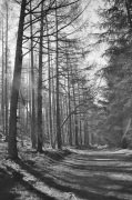 Graeme Livingston art print