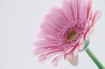 Sue Kennedy art print