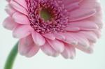 Sue Kennedy art print