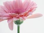 Sue Kennedy art print
