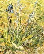 Vincent Van Gogh art print