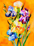 Luisa Gaye Ayre art print