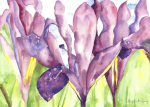 Irises giclee art print