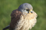 Kestrel portrait giclee art print