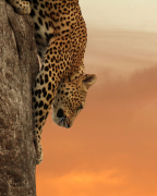 Grant Topp art print