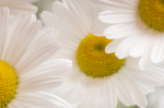 Maria Mosolova art print