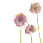 Lilac Allium giclee art print