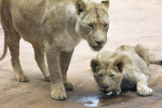 Lioness and Cub giclee art print