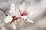 Magnolia mollicomata giclee art print