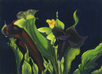 Midnight Lillies giclee art print