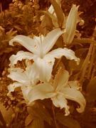 Jane Kerr Wood art print
