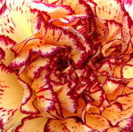 Carol Lynch art print