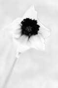 Narcissus giclee art print