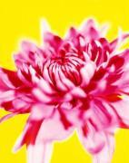 Michael Banks art print